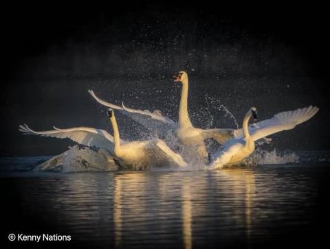 Trumpeter Swans in Heber Springs, photo by Kenny Nations